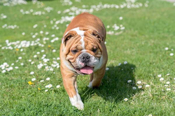 英国牛头犬运行 — 图库照片