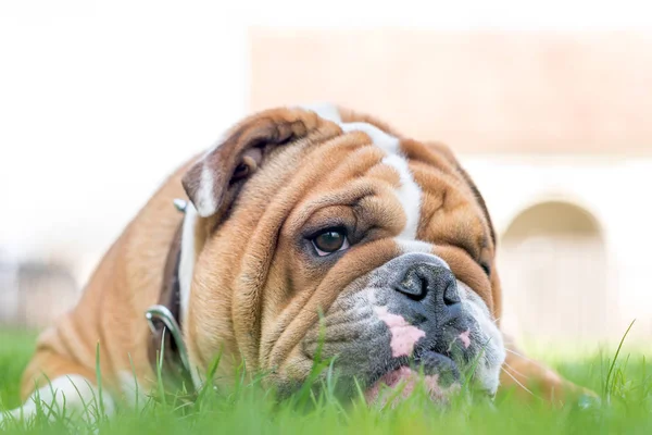 Angol bulldog a fűben — Stock Fotó