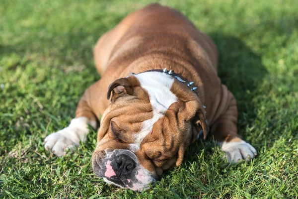 Inglese Bulldog dormire — Foto Stock