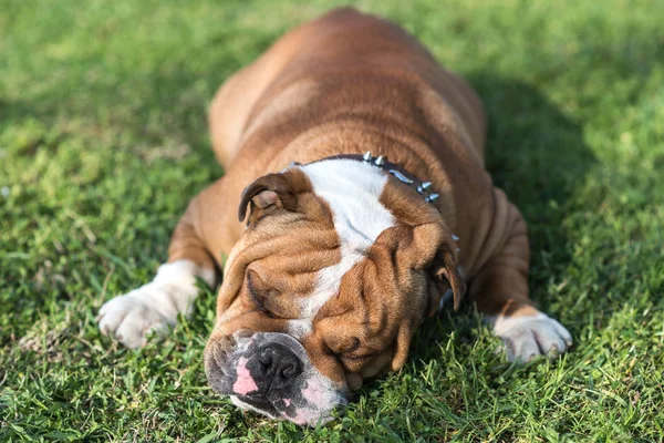 英国斗牛犬睡觉 — 图库照片