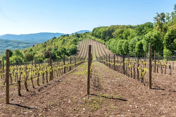 Krajina s zelené vinice — Stock fotografie