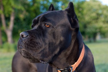 Cane corso portresi