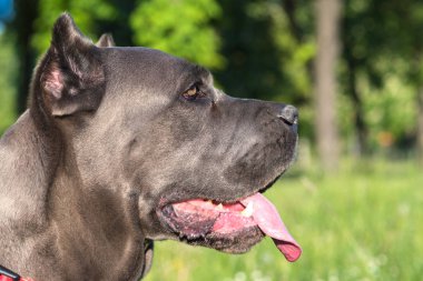 Büyük siyah cane corso