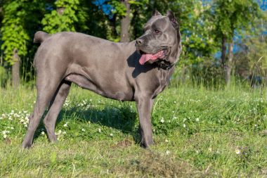 Big silver cane corso