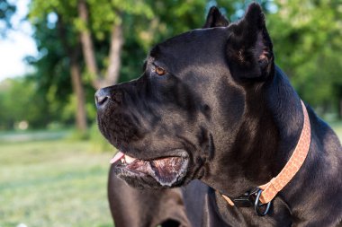 Cane corso profil viwe
