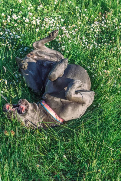 Cane Corso rolando na grama — Fotografia de Stock