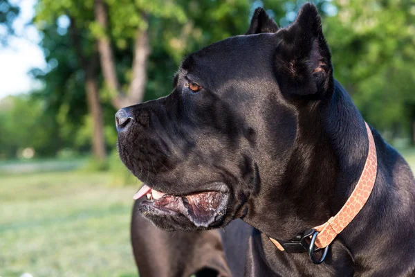 Profiel viwe van cane corso — Stockfoto