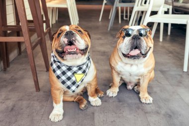 İki güzel İngilizce bulldogs