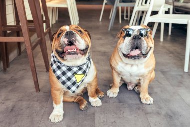 İki güzel İngilizce bulldogs