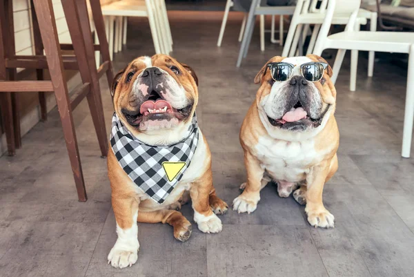 İki güzel İngilizce bulldogs — Stok fotoğraf