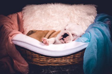 Köpek yavrusu uyuyan sevimli İngilizce bulldog