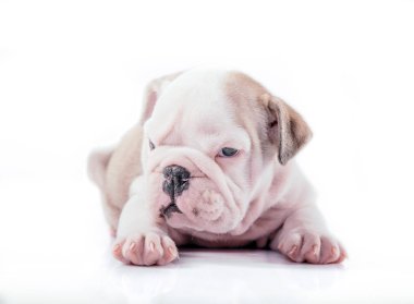 İngilizce bulldog yavru