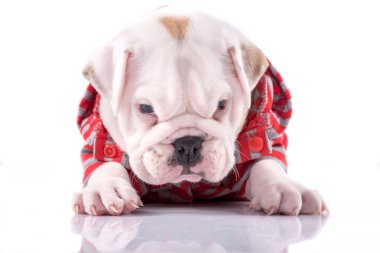 Bebek İngilizce bulldog