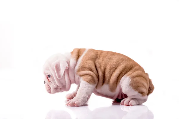 Weinig Engels bulldog — Stockfoto