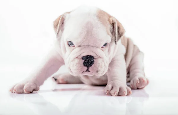 Englische Bulldogge Welpe posiert — Stockfoto