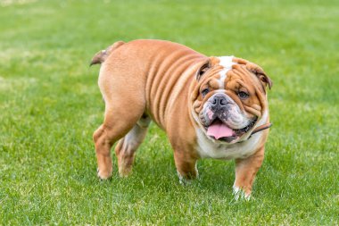 sevimli İngiliz bulldog