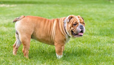 İngilizce bulldog açık