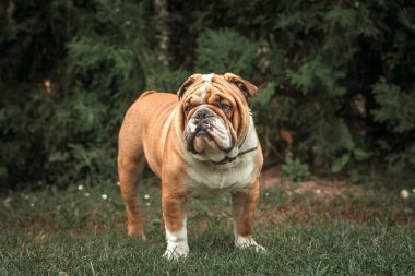 İngilizce bulldog poz