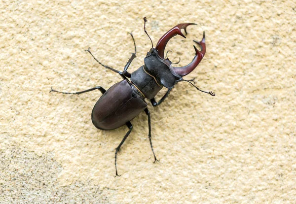 Chiudi fino allo scarabeo — Foto Stock