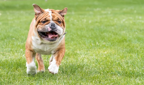 Correr bulldog inglés —  Fotos de Stock