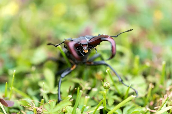 Stagbeetle 的头 — 图库照片