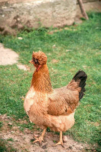 Chicken with funny hair
