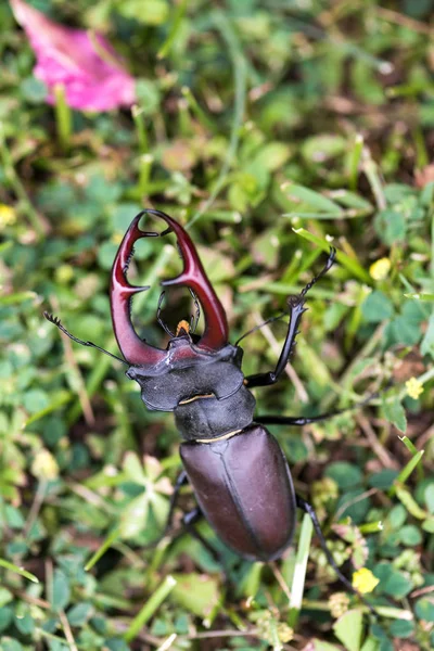 紧靠 stagbeetle — 图库照片