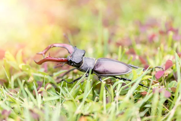 紧靠 stagbeetle — 图库照片