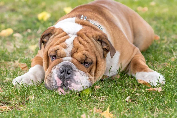 Uttråkad engelska bulldog — Stockfoto