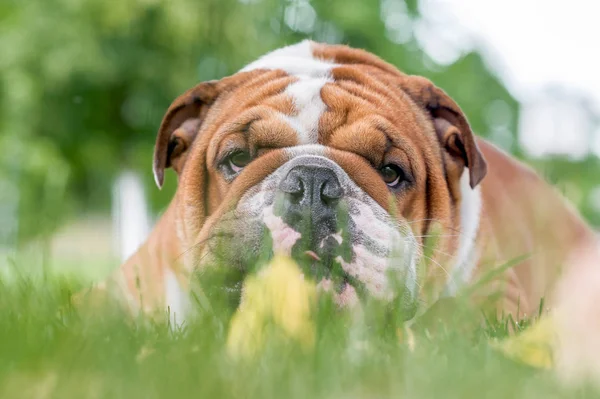 Süße englische Bulldogge — Stockfoto
