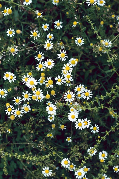 Hintergrund der Kamille — Stockfoto