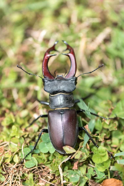 Stagbeetle v přírodě — Stock fotografie