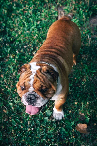 Portret van Engels Bulldog — Stockfoto
