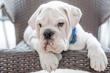 Bıkkın ve sevimli köpek yavrusu