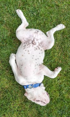 İngilizce Bulldog, şirin köpek yavrusu