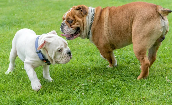 Puppy en Adult Engelse bulldogs spelen — Stockfoto