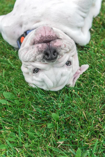 Cãozinho bonito de Bulldog Inglês — Fotografia de Stock