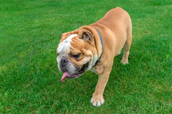 Grote Engels bulldog — Stockfoto