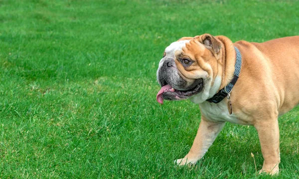 sevimli İngiliz bulldog