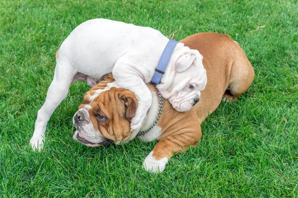 Schattige puppy van Engels Bulldog — Stockfoto