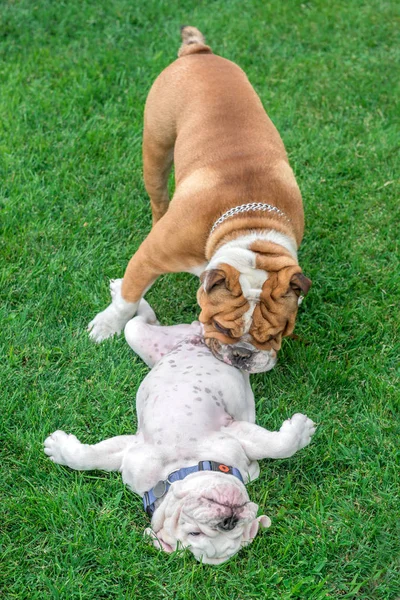 Inglês bulldogs jogar ao ar livre — Fotografia de Stock