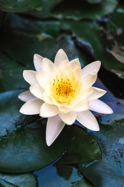 Beyaz lotus çiçeği