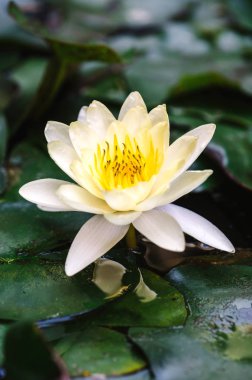 Beyaz lotus çiçeği açtı