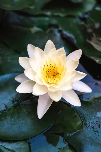 Beyaz lotus çiçeği