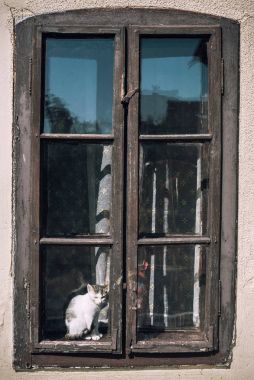 Penceredeki küçük kedi