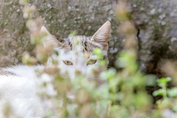 Piccolo gatto che si nasconde — Foto Stock