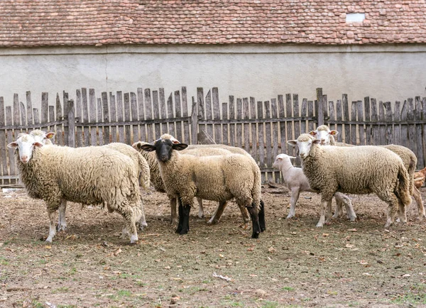 Ovejas en la granja —  Fotos de Stock