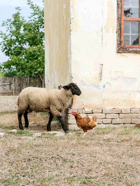 Овцы и курица — стоковое фото