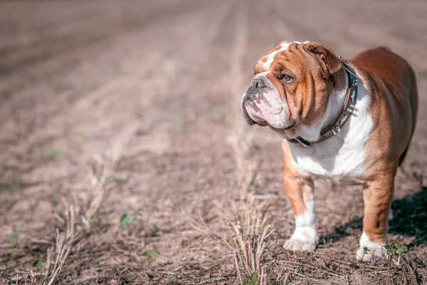 Buldog angielski, Buldog posingenglish pozowanie outdooroutdoor — Zdjęcie stockowe