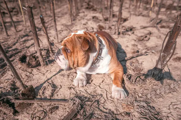 Bulldog inglés posingBulldog inglés posando al aire libre —  Fotos de Stock